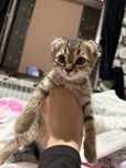 Продажа котят скоттиш фолд