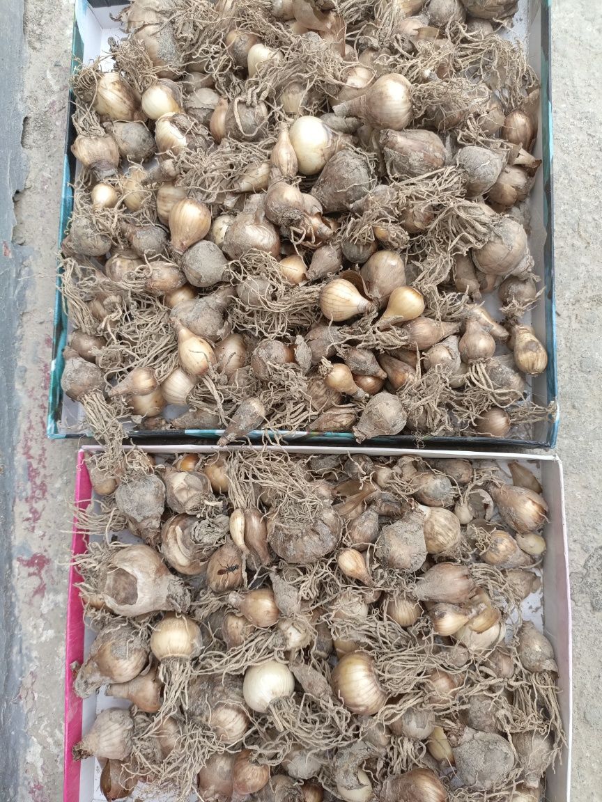 Луковицы нарцисса продам