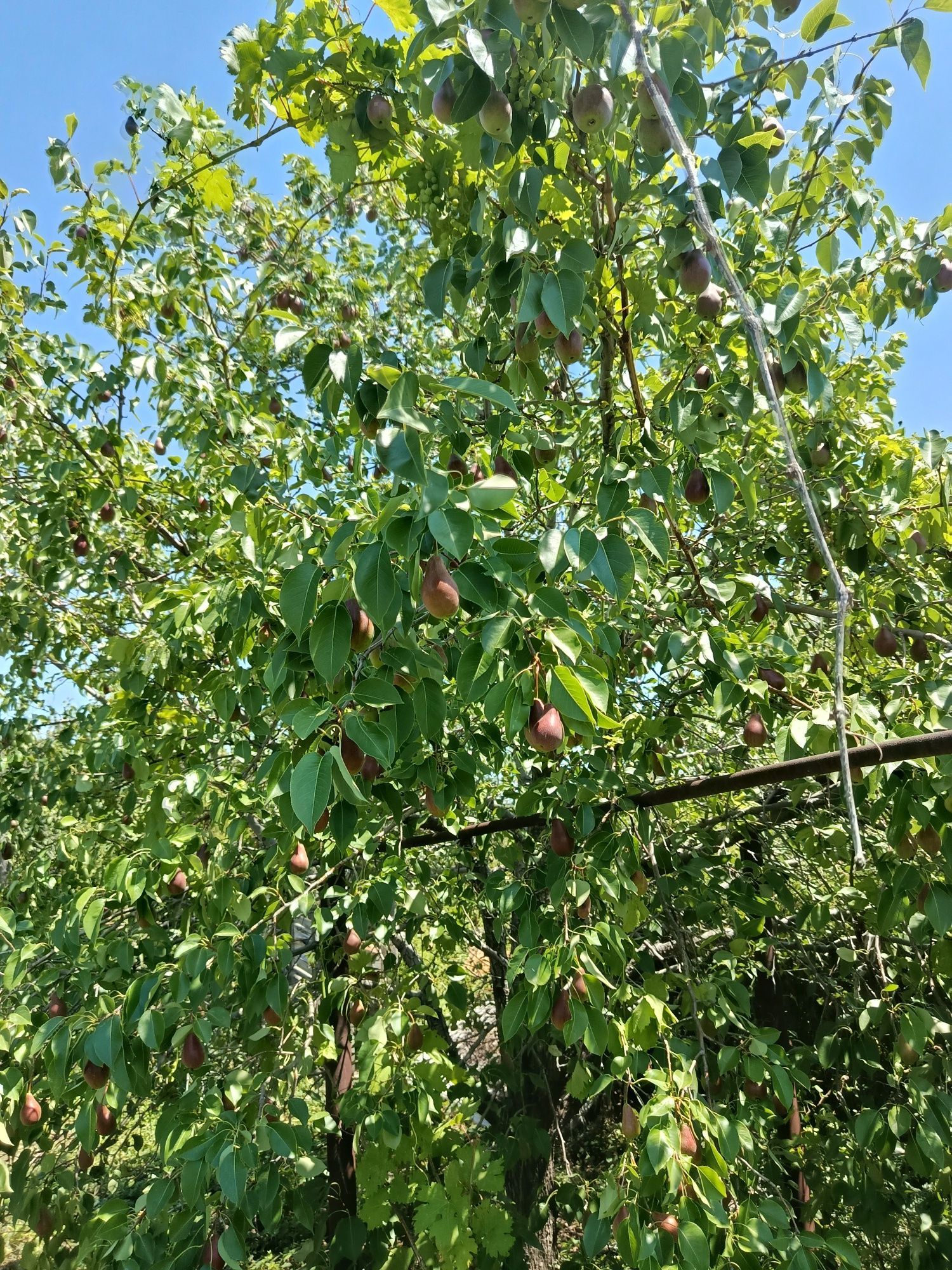 Продам дачу 10 соток