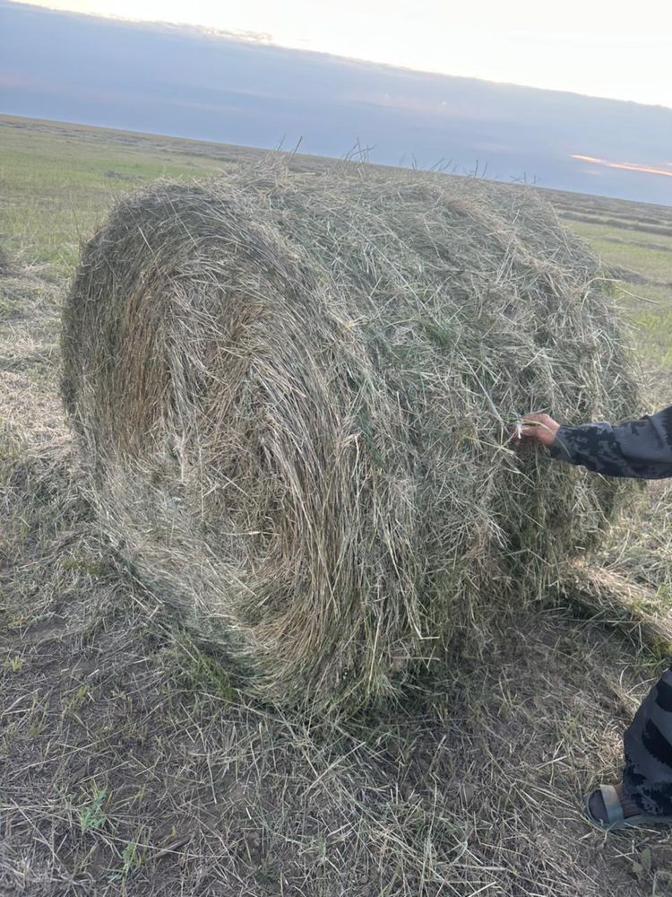 Продам сено в рулонах