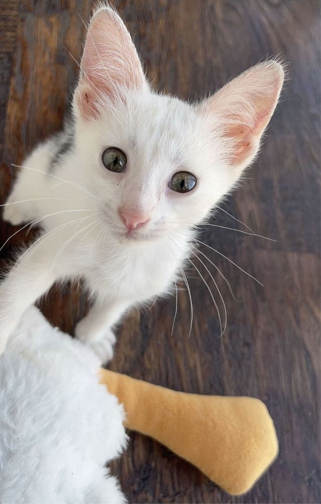 котенок в добрые руки