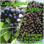 Продам черную смородину