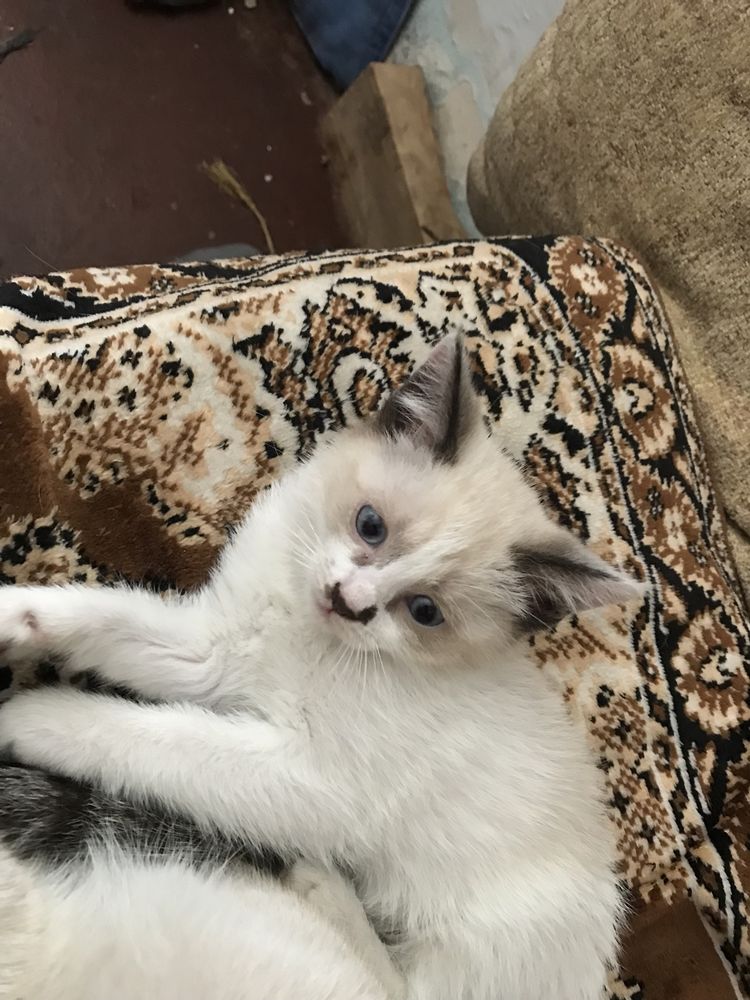 :) Сиамские котята