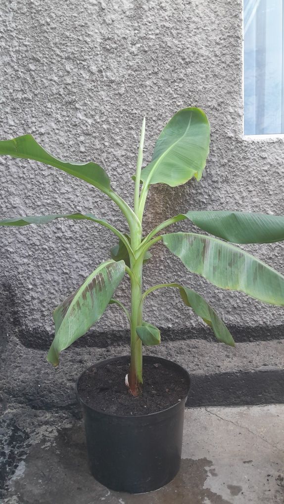 Продам саженцы банана
