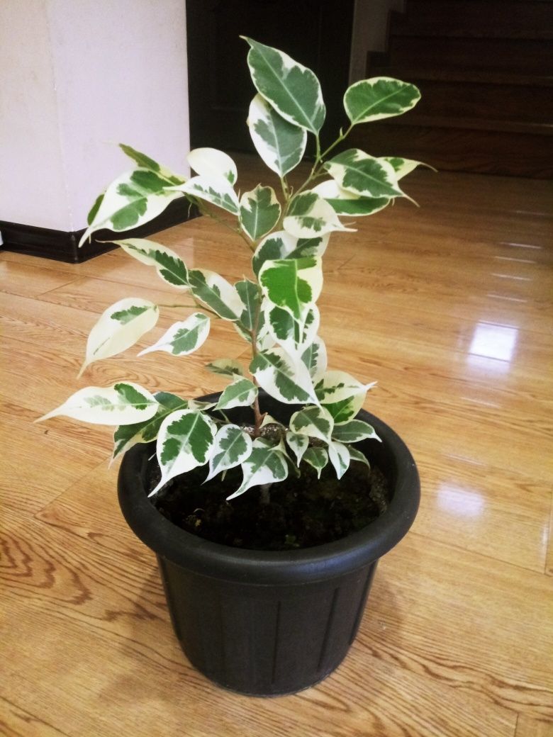 Фикус бенджамина (Ficus Bengamina) зелёный и пёстролистный(Трилайт)
