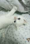 котёнок ищет добрые руки!