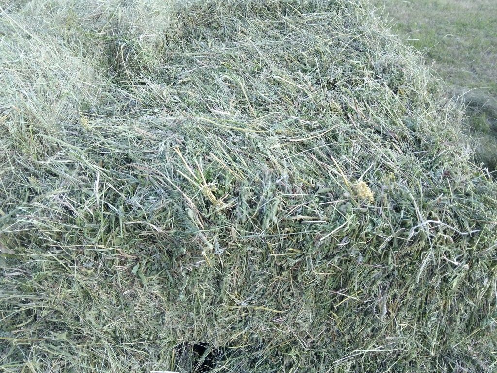Продам сено свежего