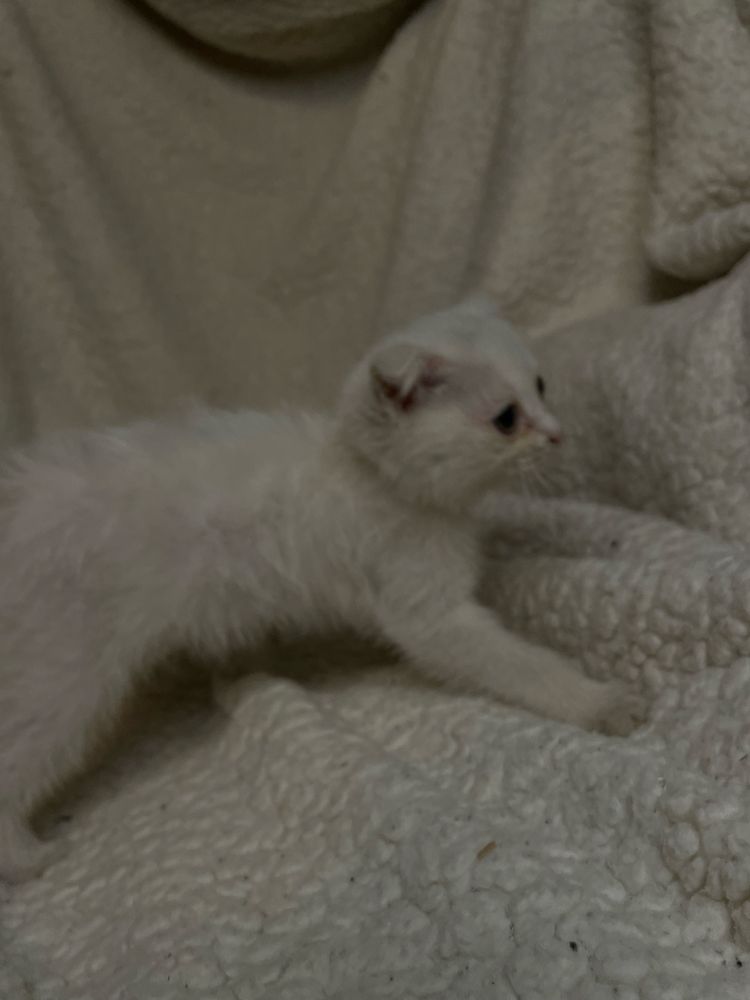 Продам котенка метис