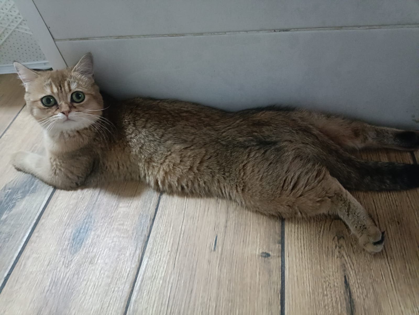 Продам породистую кошечку