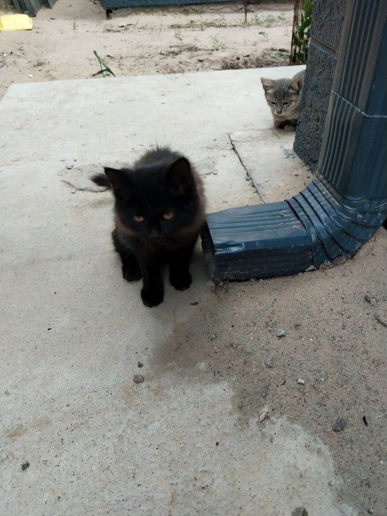 Отдам котят, очень красивые и игривые.