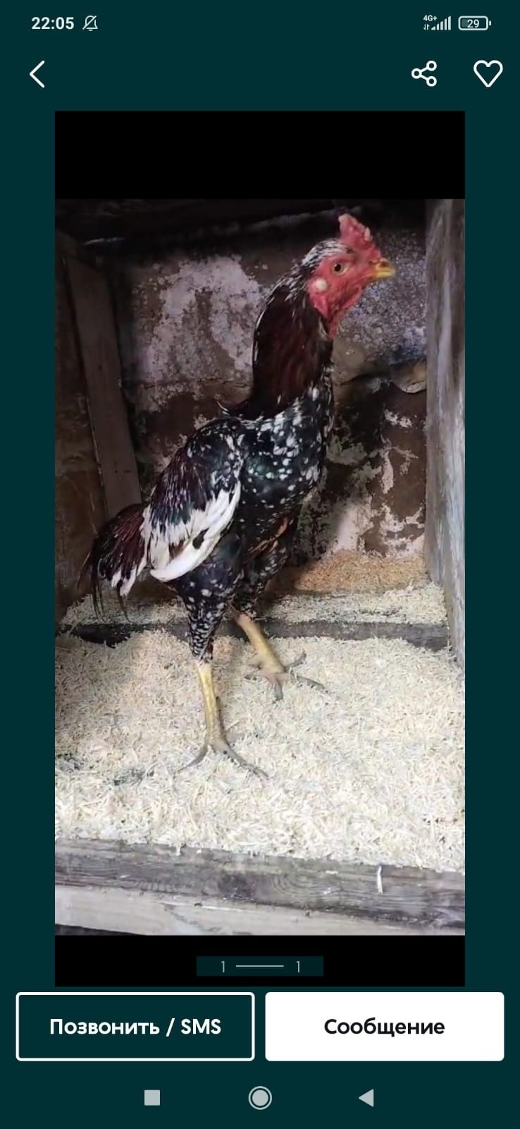 Продам дакан жужиков,
