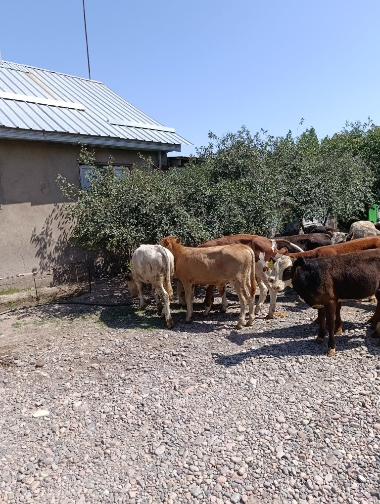 Продаются подсосы бычки