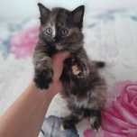 Отдам котёнка девочка