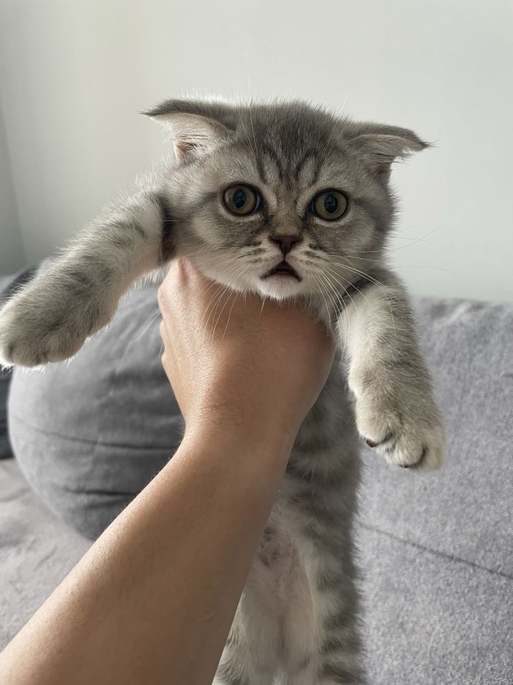 Котенок Scottish Fold
