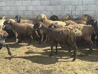 Продам овец оптом