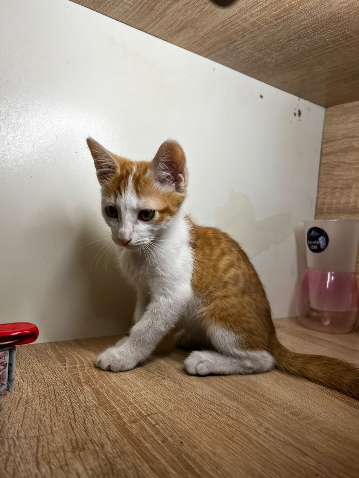 Домашние котята отдам 
бесплатно КОтята Алматы