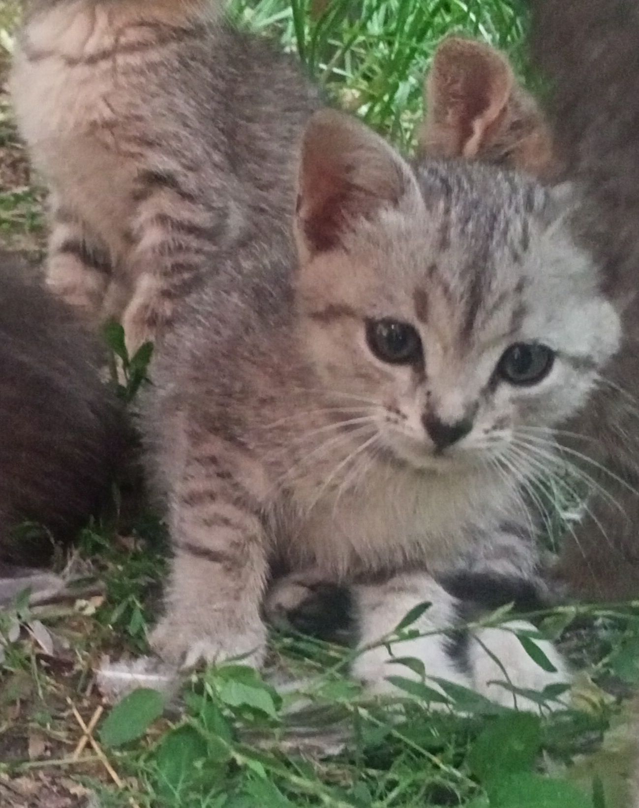 Отдам котят в хорошие руки