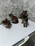 Отдам котят в хорошие руки