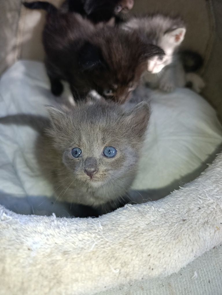 Котёнок скоттиш фолд метис