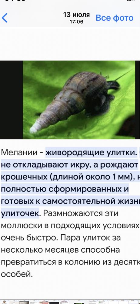 Аквариумные  улитки  Мелании