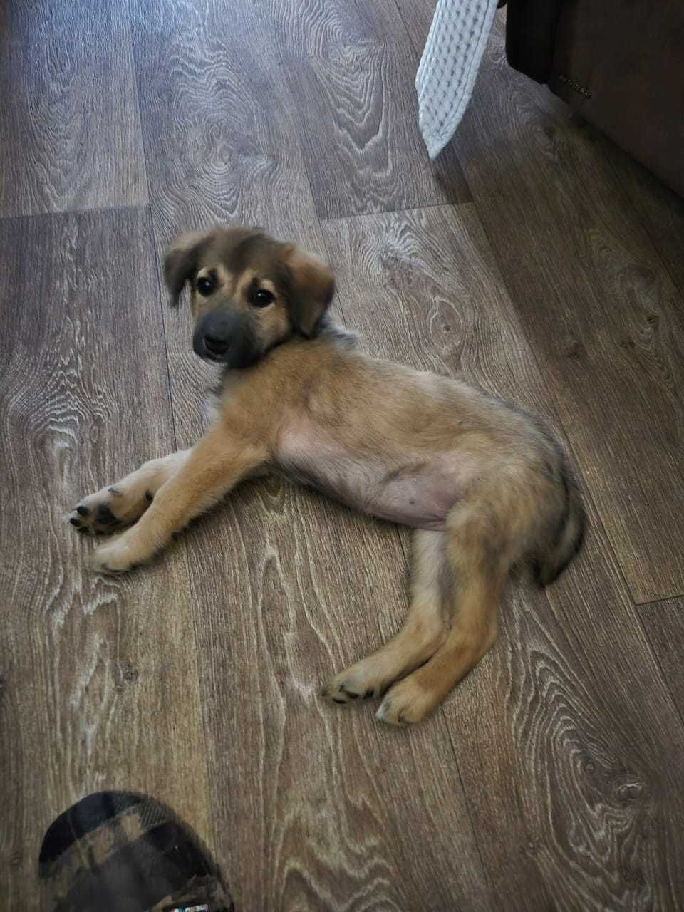 Умница Дуся ищет добрых хозяев!