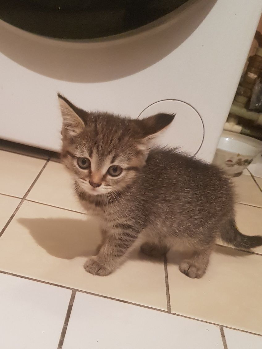 Настоящий черный кот и кошечка.  Мама британка отец из местных.