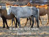 Продаются кобылы.