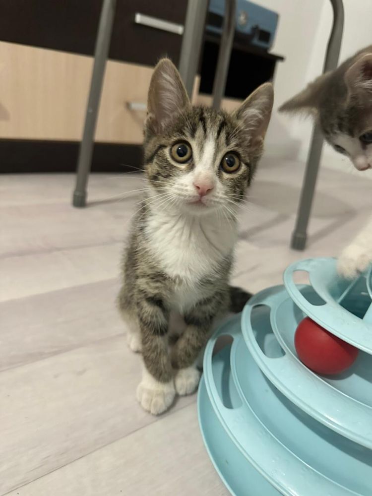 Отдам котенка, смышленная