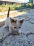 Отдам бесплатно кошки