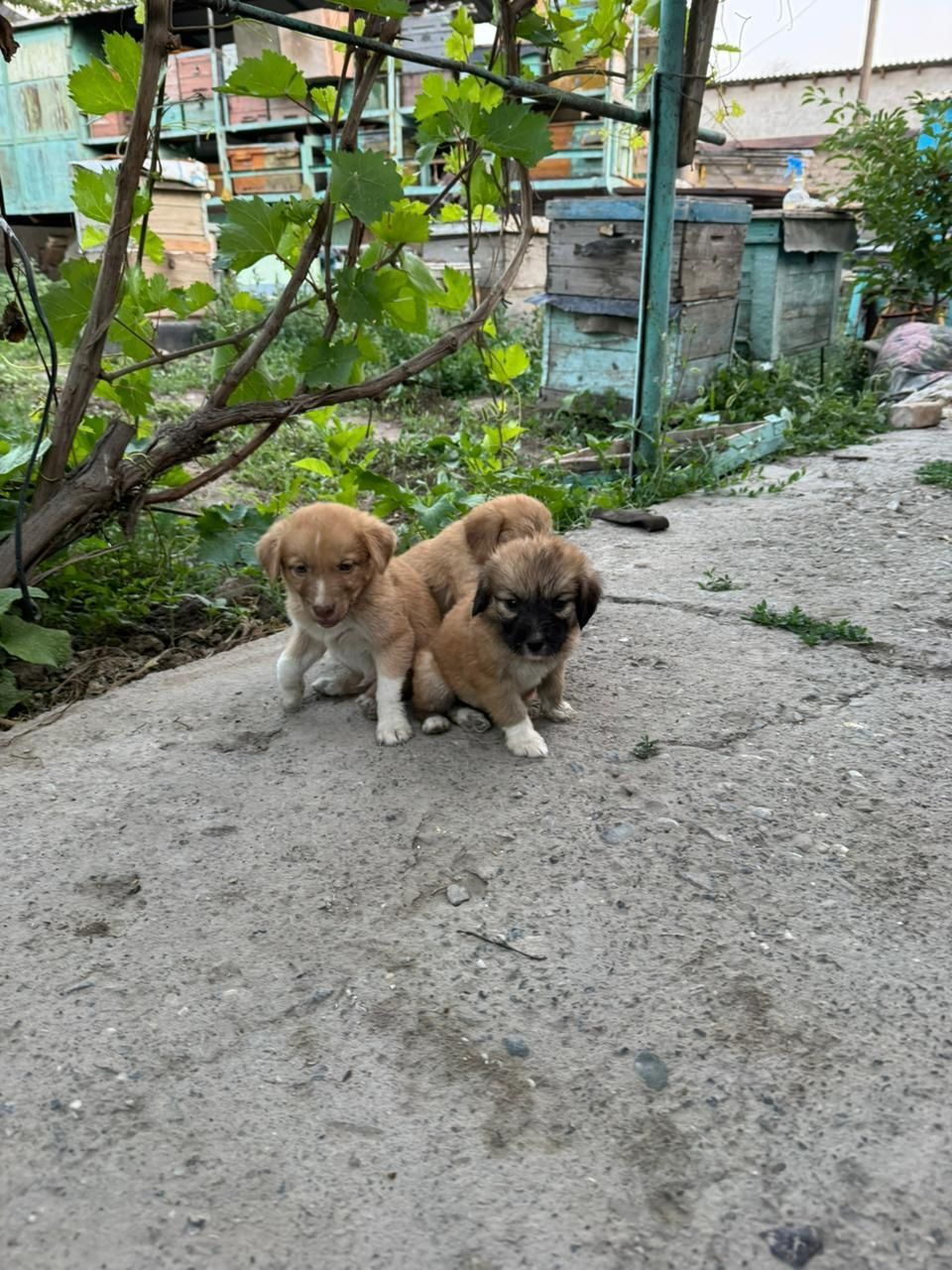Щенки в добрые руки