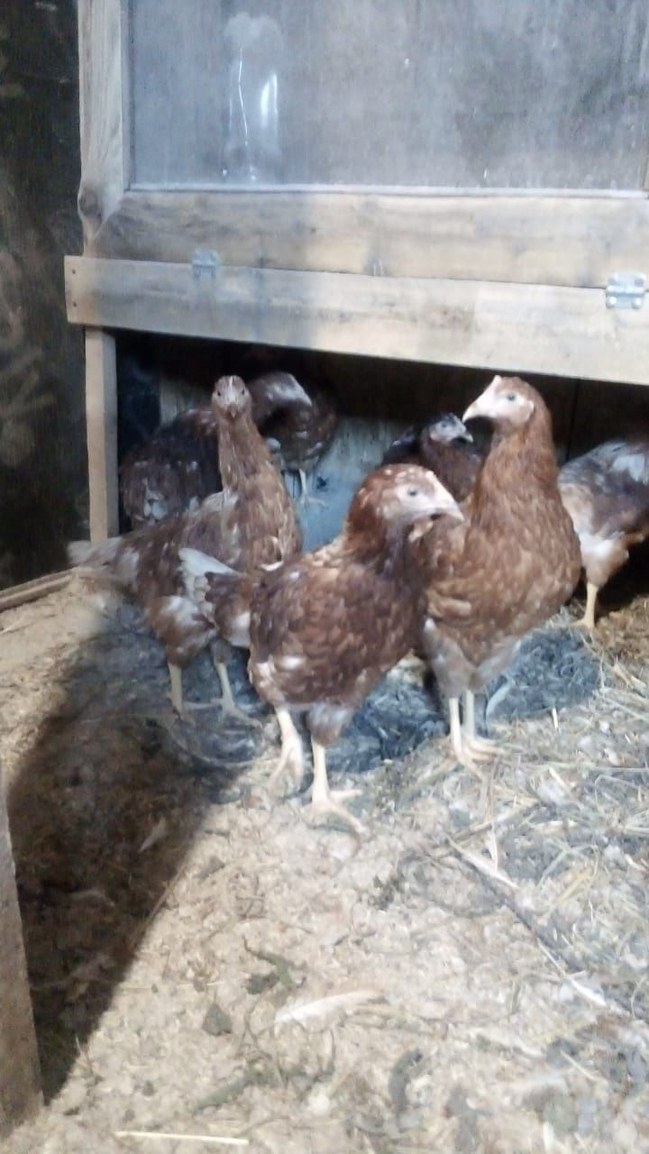 Продам куриц Ломан браун