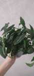 Сингониум Вендланда (Wendlandii)
