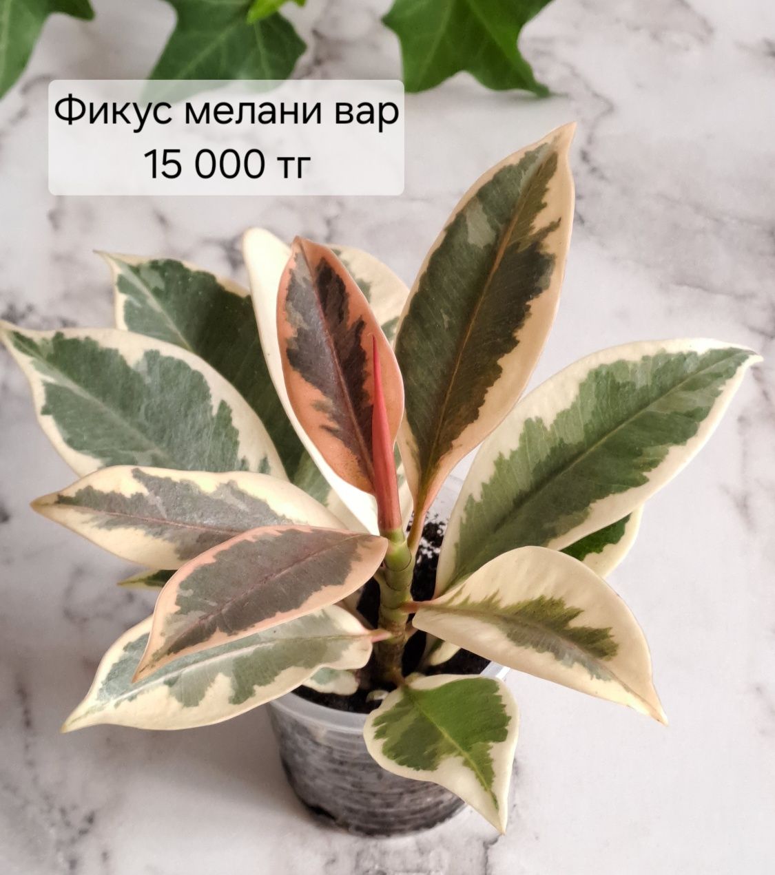 Фикус мелани вариегатный