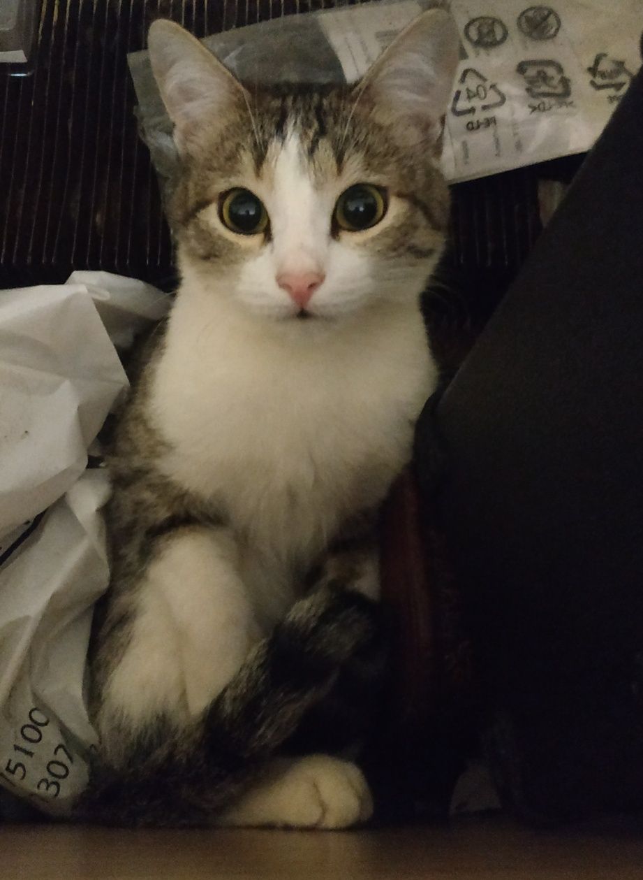 Котик ищет дом. В добрые руки