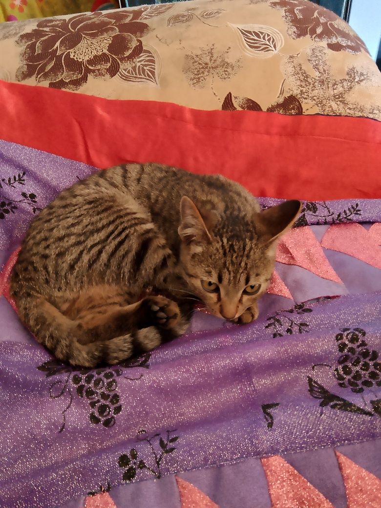 Котята 4 месяца, родились 28 февраля