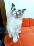 Голубоглазая кошечка, 1,5 месяца