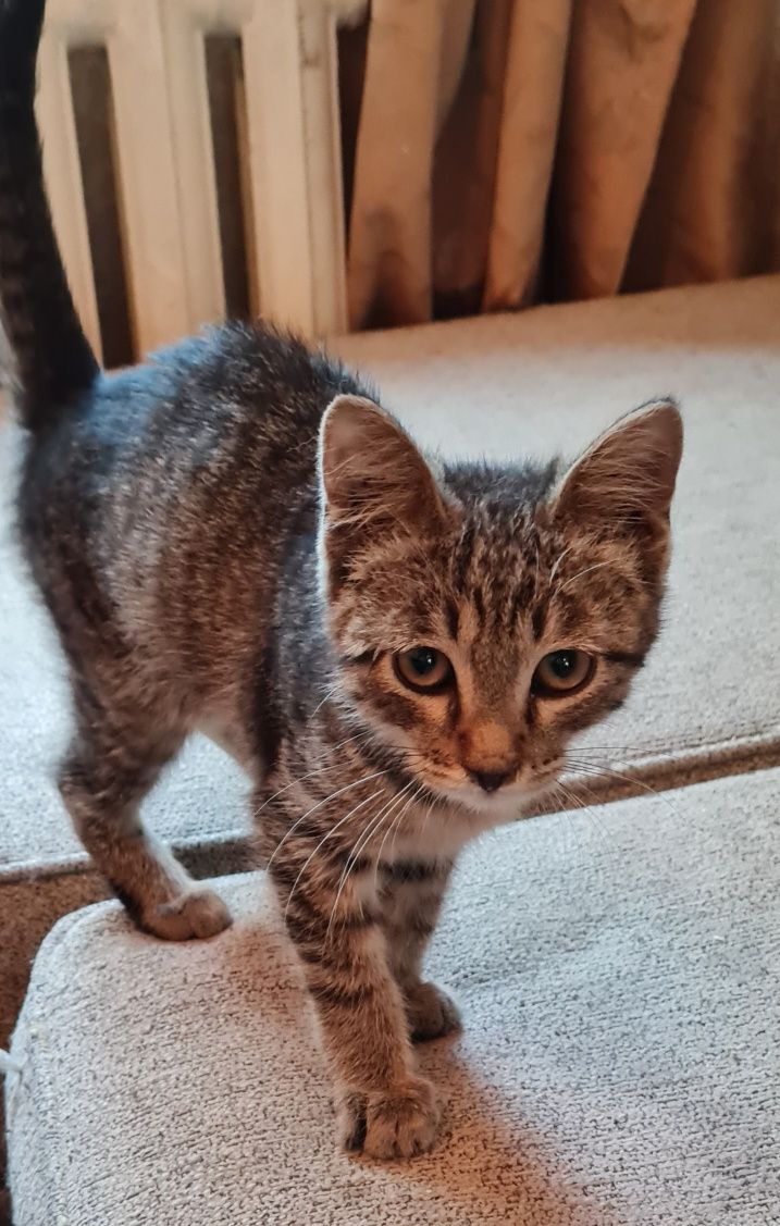 Отдам в добрые руки котенка
