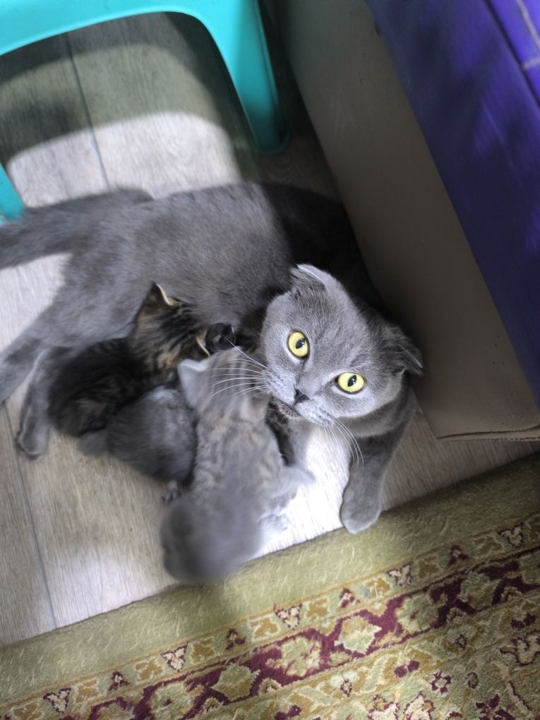 Добрые котята в добрые руки
