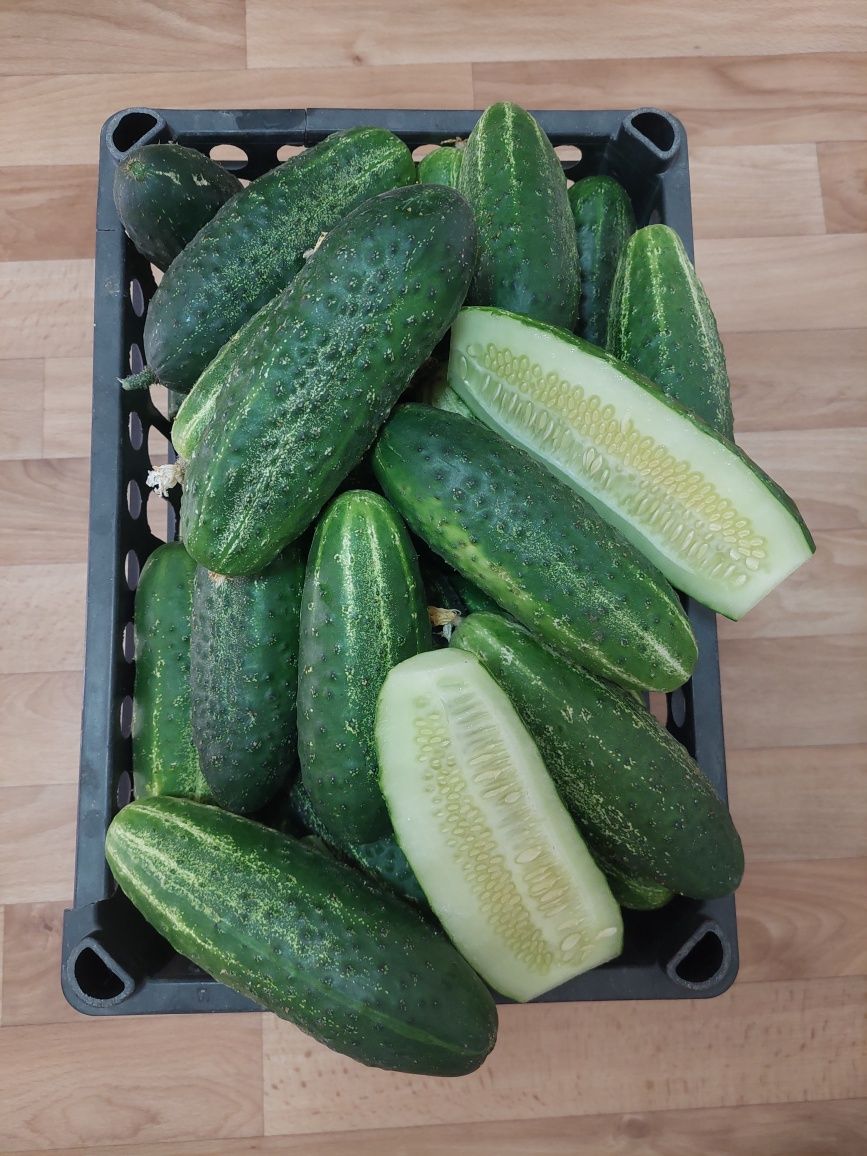 Продам ящик домашних огурцов