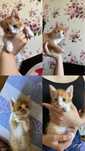Котенок мальчик  с добрые и отвественные руки