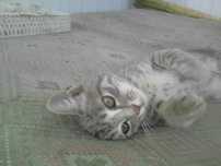Котята от кошки крысоловки в хорошие руки