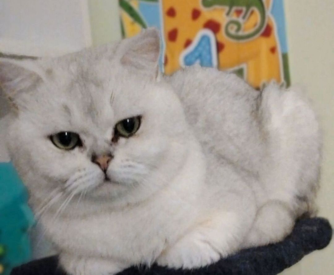 Вязка кота! Шиншила серебро дрогоценый окрас
