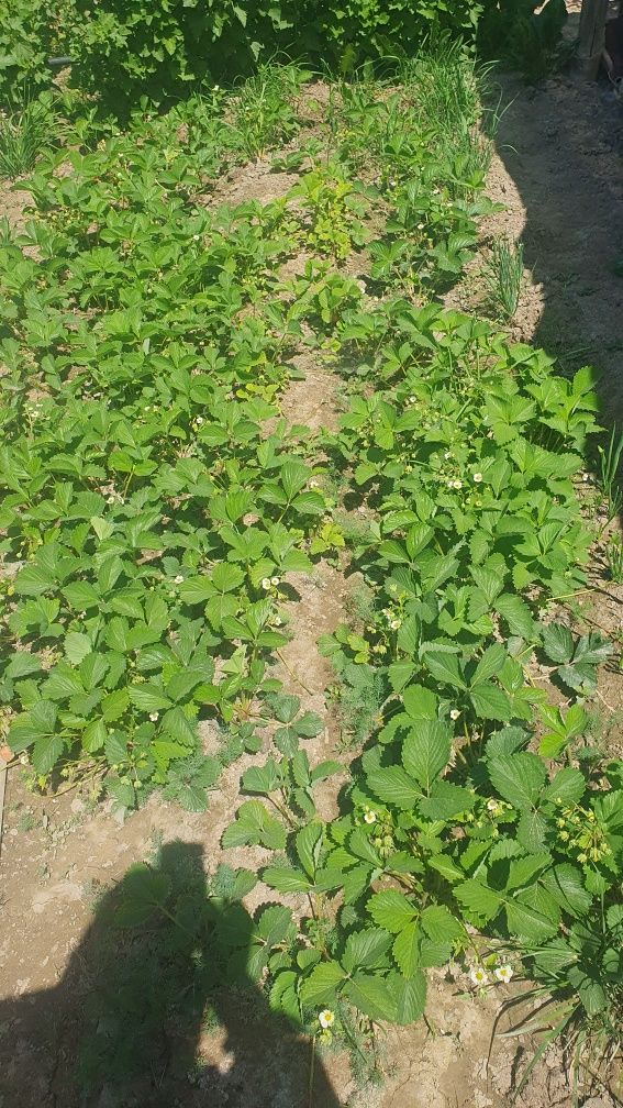 Продам дачу в районе Сабалак