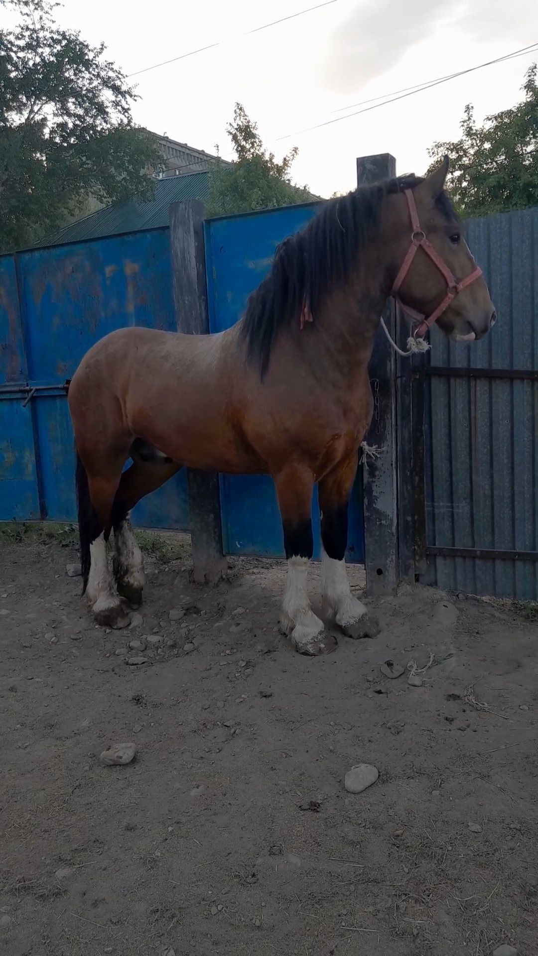 Продам владимировского тяжа