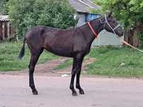 Продам  Тая Жабагы  кабылка Айгыр