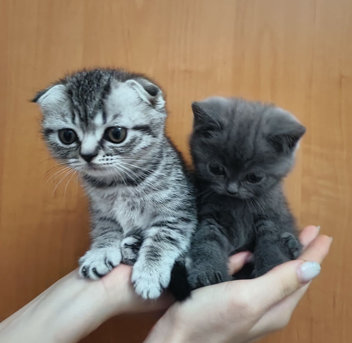 Милые шотландские скоттиш-фолд котята