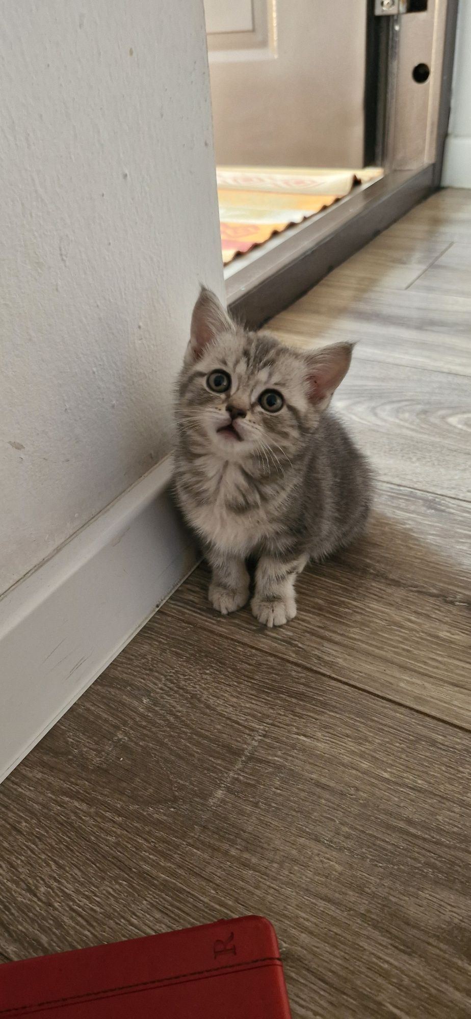 Скотиш страйт котёнок