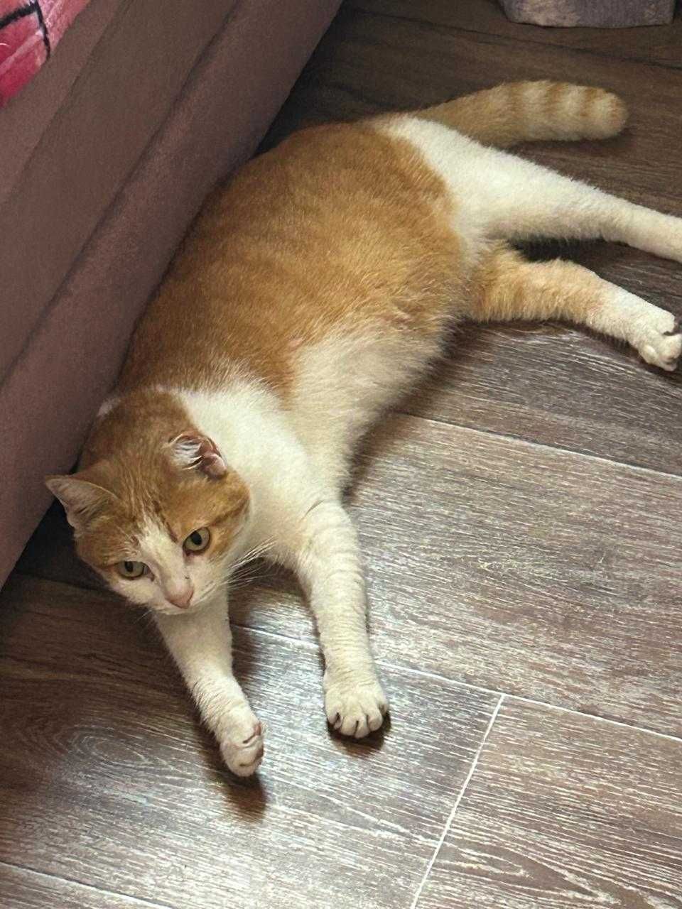 Милая кошечка ищет дом