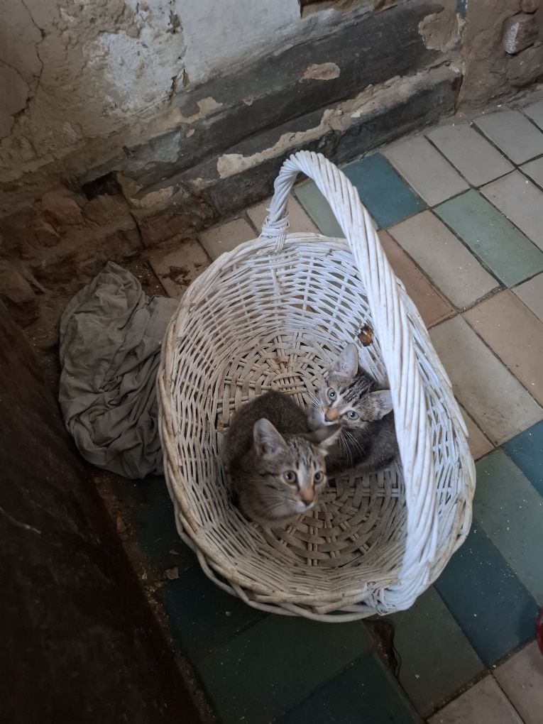 Оотдам котят красавиц в хорошие руки