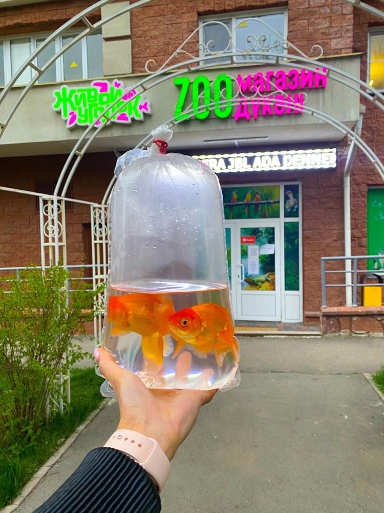 Аквариумистика в "Живом Уголке" в Таугуле